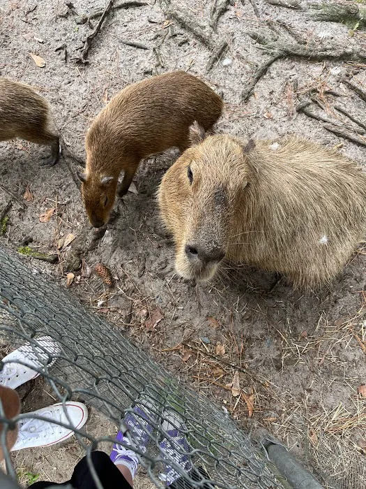 Physical Therapy Center for Capybaras Picture 7