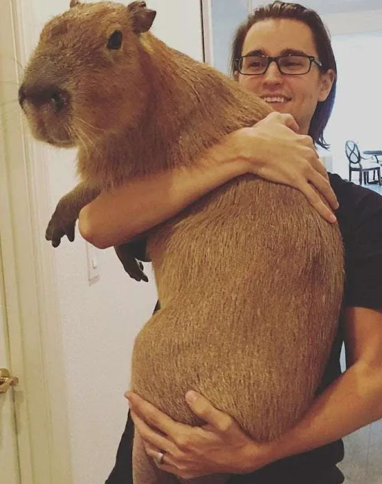 Physical Therapy Center for Capybaras Picture 5