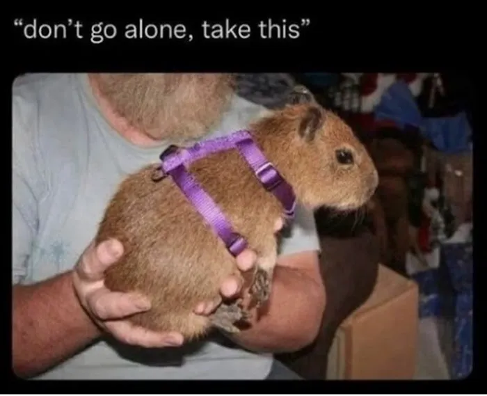 Physical Therapy Center for Capybaras Picture 2