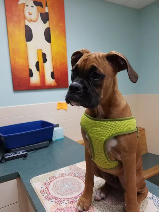 WNC Veterinary Hospital Picture 7
