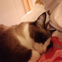 WNC Veterinary Hospital ico