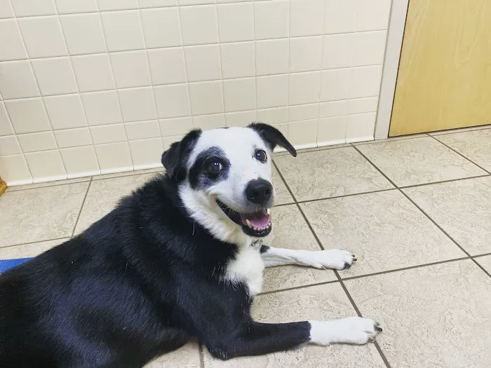 WNC Veterinary Hospital Picture 2