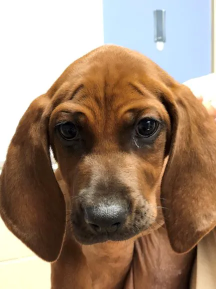 WNC Veterinary Hospital Picture 9