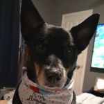 Sweeten Creek Animal and Bird Hospital