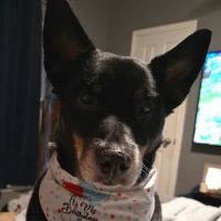 Sweeten Creek Animal and Bird Hospital ico