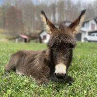 Western Carolina Veterinary Surgery ico