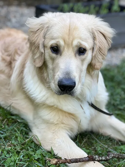 Partners Animal Hospital Asheville Picture 6