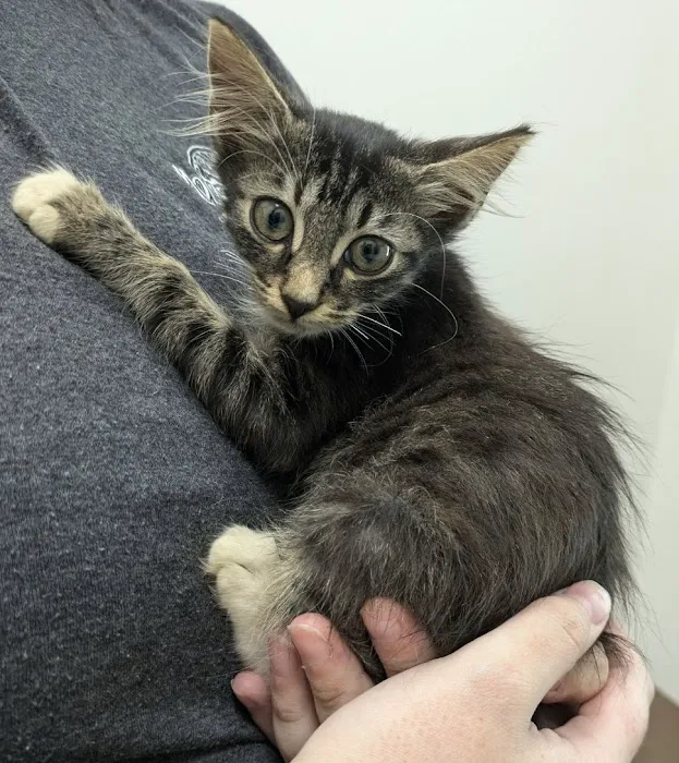 Partners Animal Hospital Asheville Picture 1