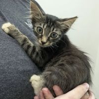Partners Animal Hospital Asheville ico