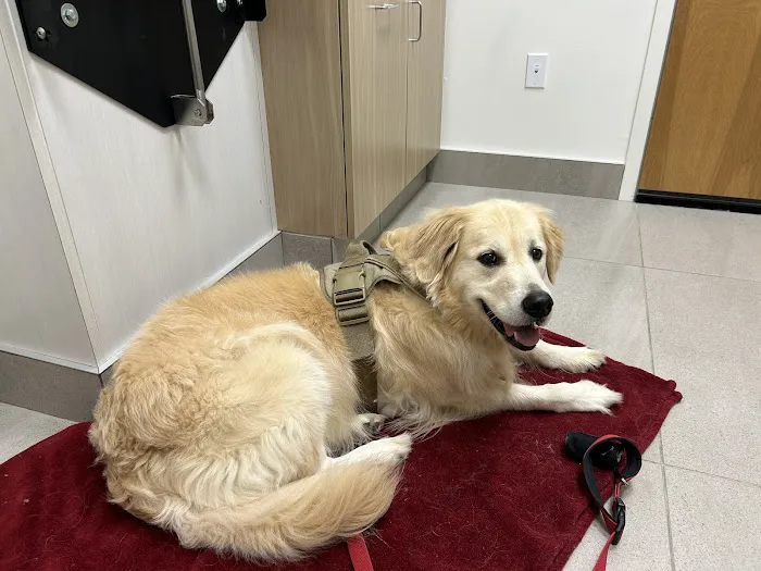 Partners Animal Hospital Asheville Picture 3