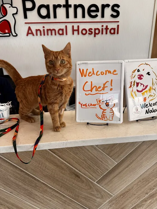 Partners Animal Hospital Asheville Picture 7