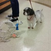 Banfield Pet Hospital ico