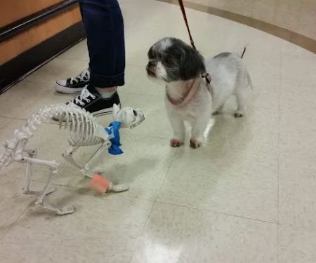 Banfield Pet Hospital