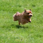 Veterinary Emergency Group