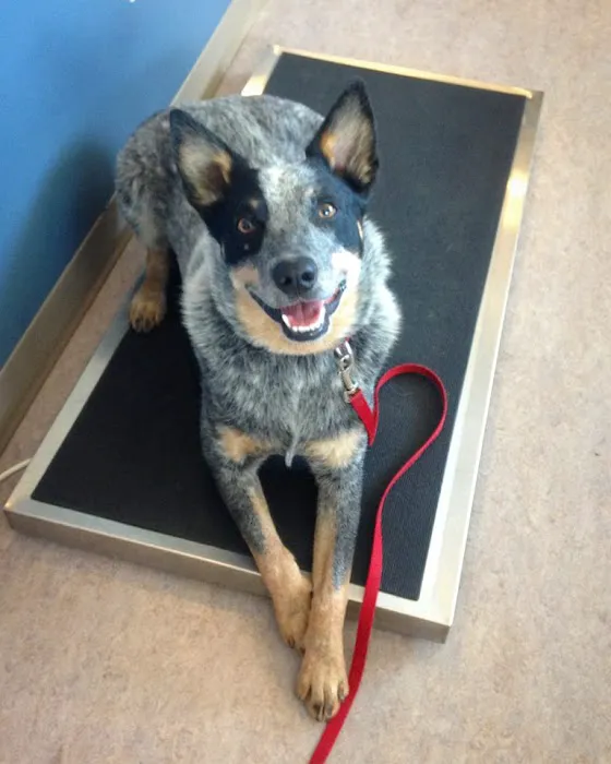 Beacon Veterinary Hospital Picture 9