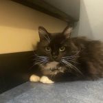 Beacon Veterinary Hospital