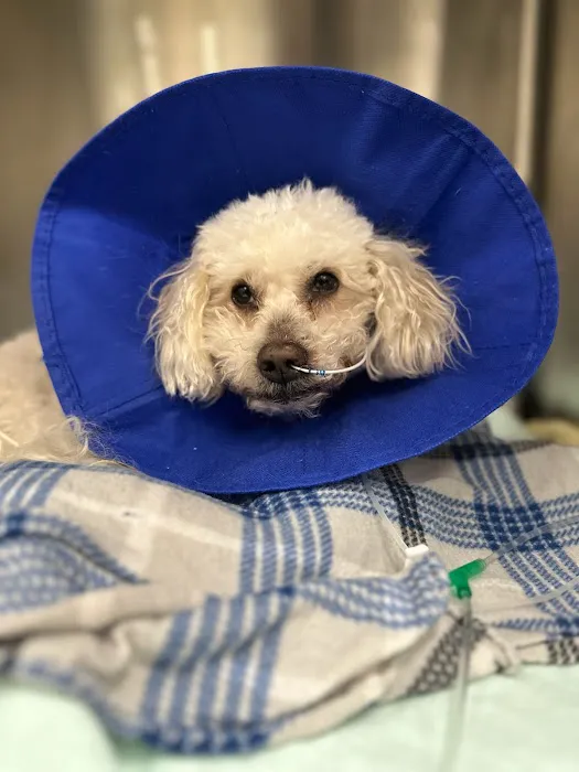 South Asheville Veterinary Emergency & Specialty Picture 4