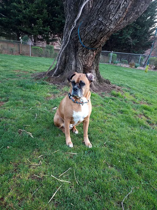 South Asheville Veterinary Emergency & Specialty Picture 3