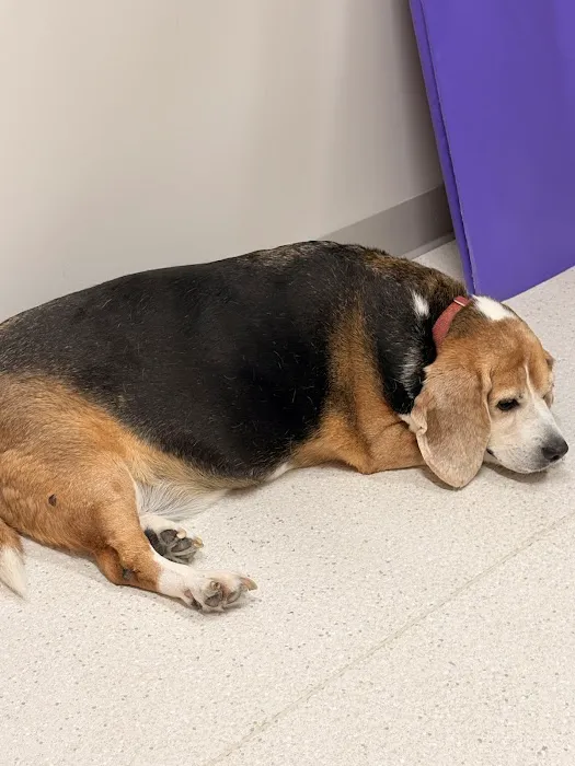South Asheville Veterinary Emergency & Specialty Picture 7