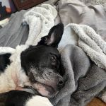 South Asheville Veterinary Emergency & Specialty