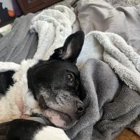 South Asheville Veterinary Emergency & Specialty ico