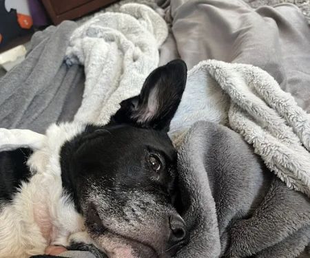 South Asheville Veterinary Emergency & Specialty