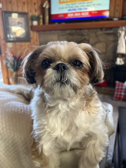 South Asheville Veterinary Emergency & Specialty Picture 8