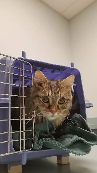 Animal Hospital South Picture 5