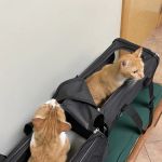 Animal Hospital South