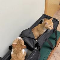 Animal Hospital South ico