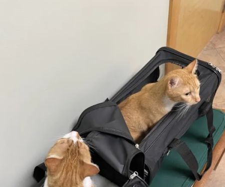 Animal Hospital South