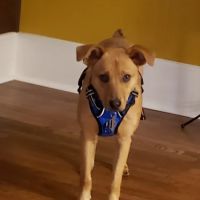 Animal Hospital South: Murr Emily DVM ico