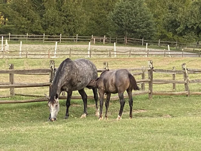 Campobello Equine Reproduction Services: Liliana Montoya, DVM Picture 9