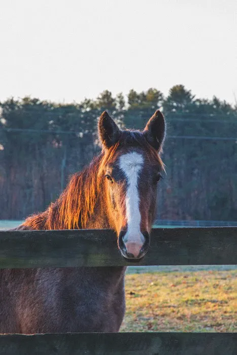 Campobello Equine Reproduction Services: Liliana Montoya, DVM Picture 8