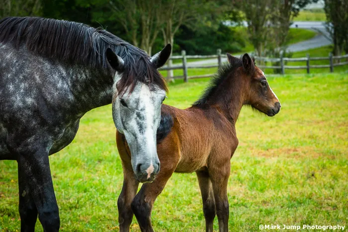Campobello Equine Reproduction Services: Liliana Montoya, DVM Picture 6