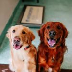 Twin Oaks Veterinary Clinic