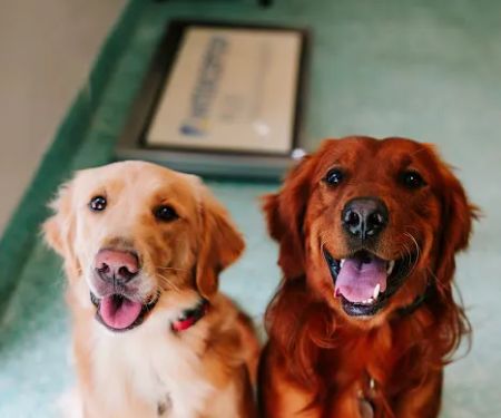 Twin Oaks Veterinary Clinic