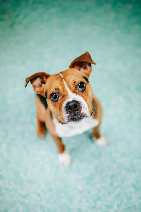 Twin Oaks Veterinary Clinic Picture 7