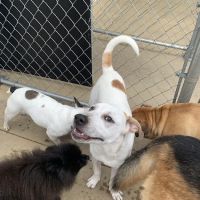 Creature Comforts Veterinary Resort and Suites, Inc. ico