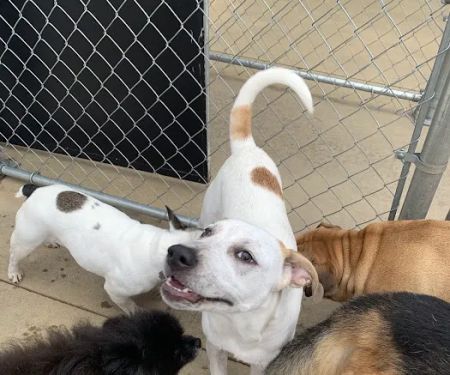 Creature Comforts Veterinary Resort and Suites, Inc.