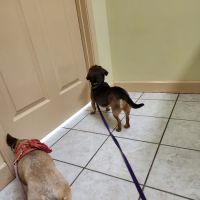 Saluda Veterinary Hospital ico