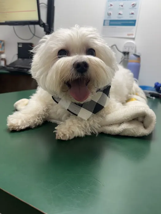 Indian Ridge Animal Hospital, Inc. Picture 7
