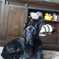 Indian Ridge Animal Hospital, Inc. ico