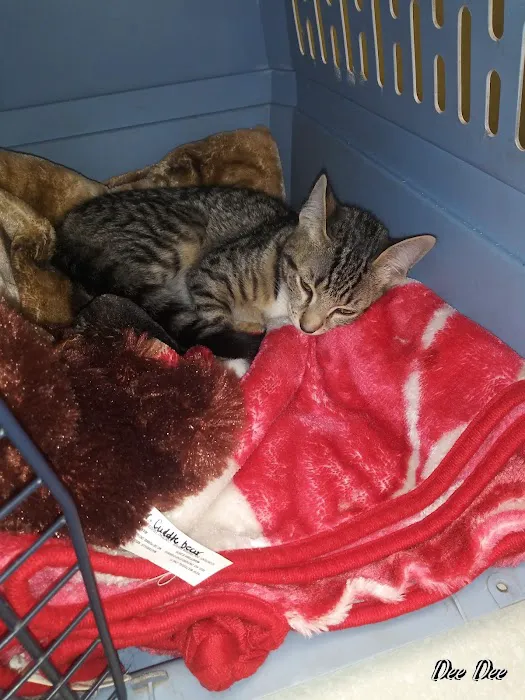 Roark Small Animal Clinic Picture 3