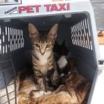 Roark Small Animal Clinic