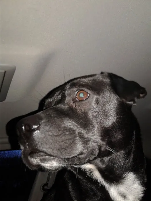 Roark Small Animal Clinic Picture 6