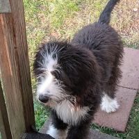 Valley View Animal Clinic ico
