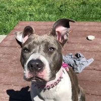 Kingsport Veterinary Hospital ico