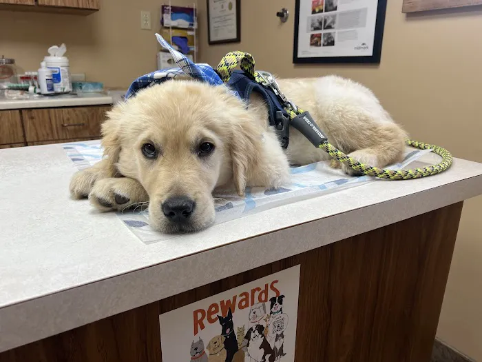 Kingsport Veterinary Hospital Picture 5