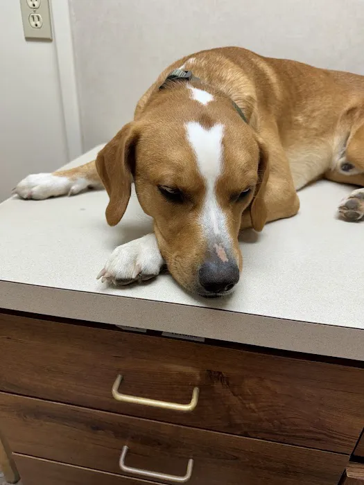 Kingsport Veterinary Hospital Picture 3